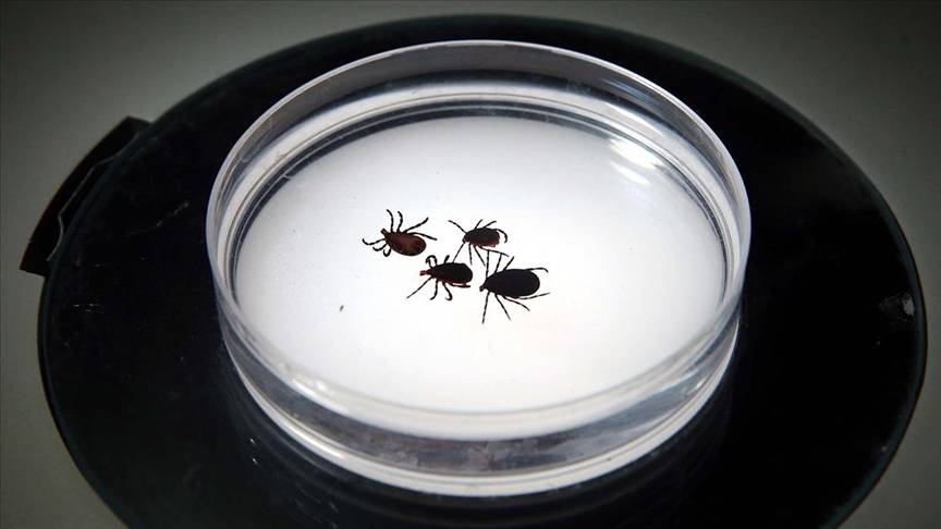 Küçücük bir ısırıkla başlıyor! Uzmanlar Lyme hastalığı için uyardı 6